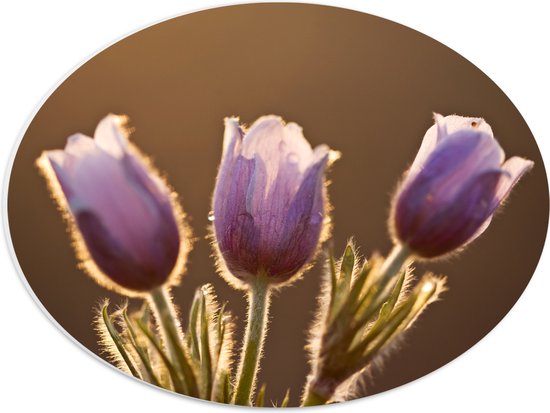 PVC Schuimplaat Ovaal - Zonlicht tegen Roze Tulpjes - 40x30 cm Foto op Ovaal (Met Ophangsysteem)
