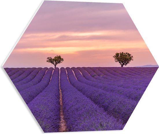 PVC Schuimplaat Hexagon - Duo Bomen in Paars Lavendelveld onder Zachtkleurige Lucht - 50x43.5 cm Foto op Hexagon (Met Ophangsysteem)