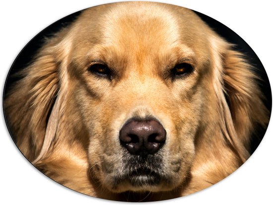 WallClassics - Dibond Ovaal - Portret van Booskijkende Golden Retriever Hond - 80x60 cm Foto op Ovaal (Met Ophangsysteem)