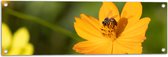 Tuinposter – Gele Bij Zoekend naar Nectar in Gele Bloem - 90x30 cm Foto op Tuinposter (wanddecoratie voor buiten en binnen)