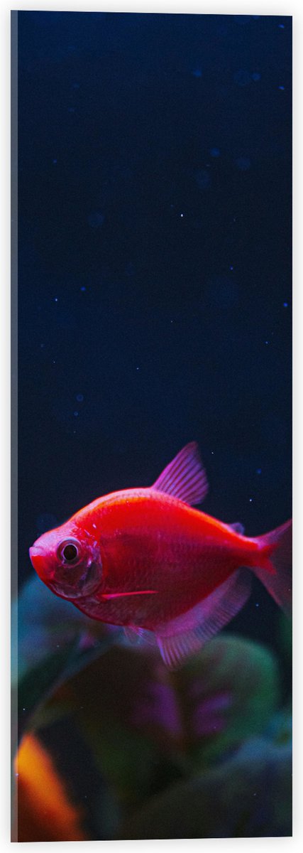 Acrylglas - Rode Vis in Aquarium - 20x60 cm Foto op Acrylglas (Wanddecoratie op Acrylaat)