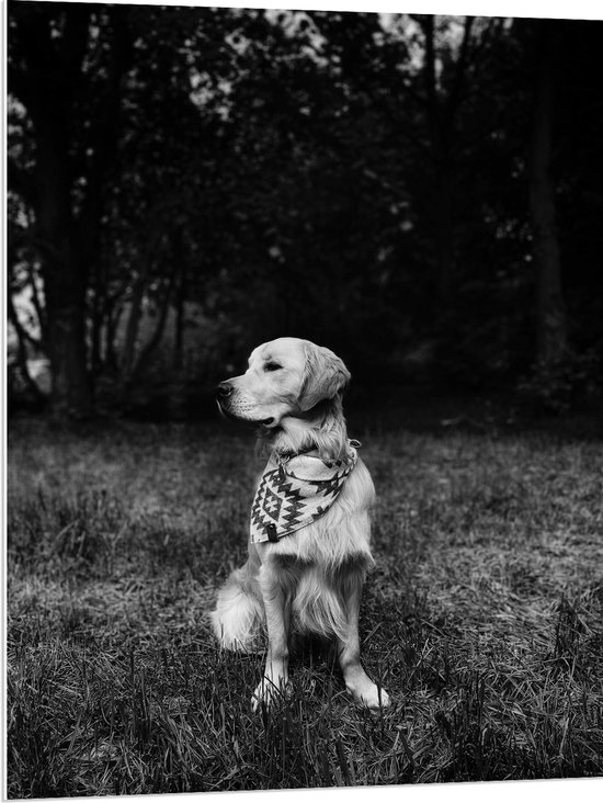 PVC Schuimplaat- Zittende Hond in Zwart-Wit - 75x100 cm Foto op PVC Schuimplaat