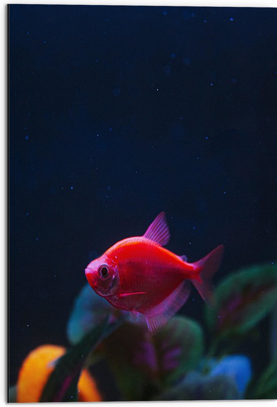 Dibond - Rode Vis in Aquarium - 50x75 cm Foto op Aluminium (Met Ophangsysteem)