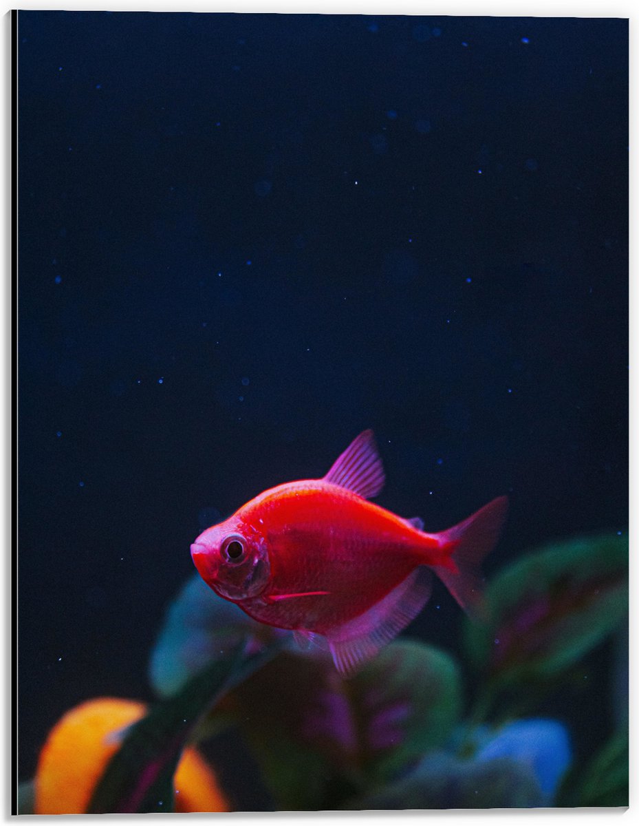 Dibond - Rode Vis in Aquarium - 30x40 cm Foto op Aluminium (Wanddecoratie van metaal)