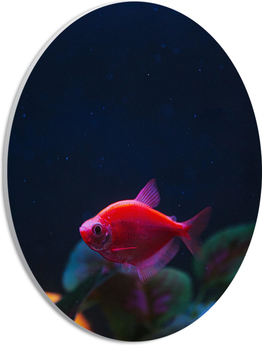 PVC Schuimplaat Ovaal - Rode Vis in Aquarium - 21x28 cm Foto op Ovaal (Met Ophangsysteem)