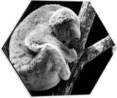 WallClassics - Dibond Hexagon - Slapende Koala op Houten Tak (Zwart- wit) - 30x26.1 cm Foto op Hexagon (Met Ophangsysteem)