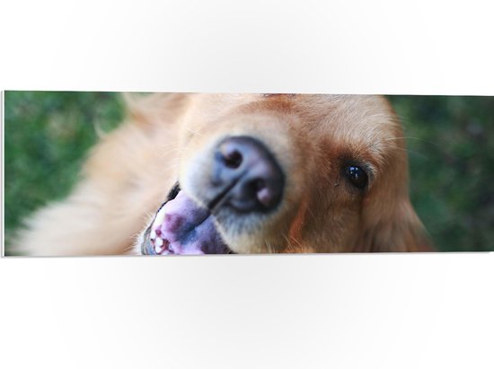 WallClassics - PVC Schuimplaat- Portret van Blije Hond in Grasveld - 90x30 cm Foto op PVC Schuimplaat