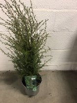 1 x Juniperus communis 'Hibernica' - Jeneverbes, Gewone Jeneverbes 30 - 40 cm in pot