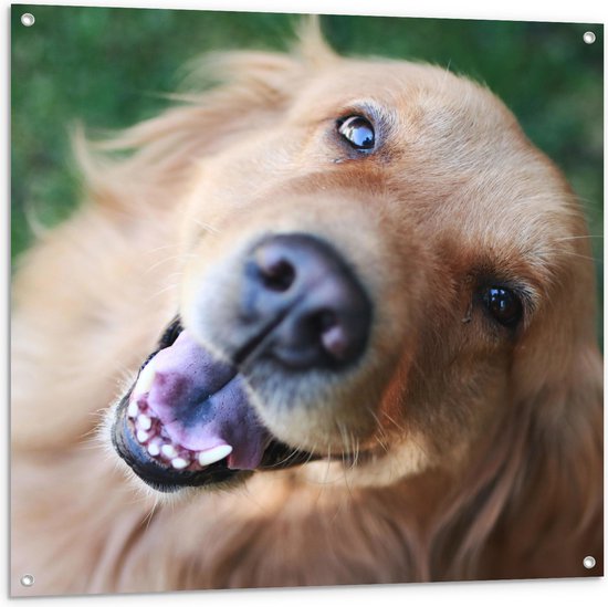 WallClassics - Tuinposter – Portret van Blije Hond in Grasveld - 100x100 cm Foto op Tuinposter (wanddecoratie voor buiten en binnen)