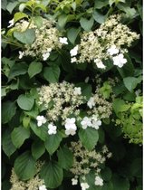 Garden Select - Set van 3 Hydrangea ‘Petiolaris’ - Klimhortensia - Pot ⌀9cm - Hoogte  25-40cm - Tuinplant - Winterhard - Klimplant - Hortensia