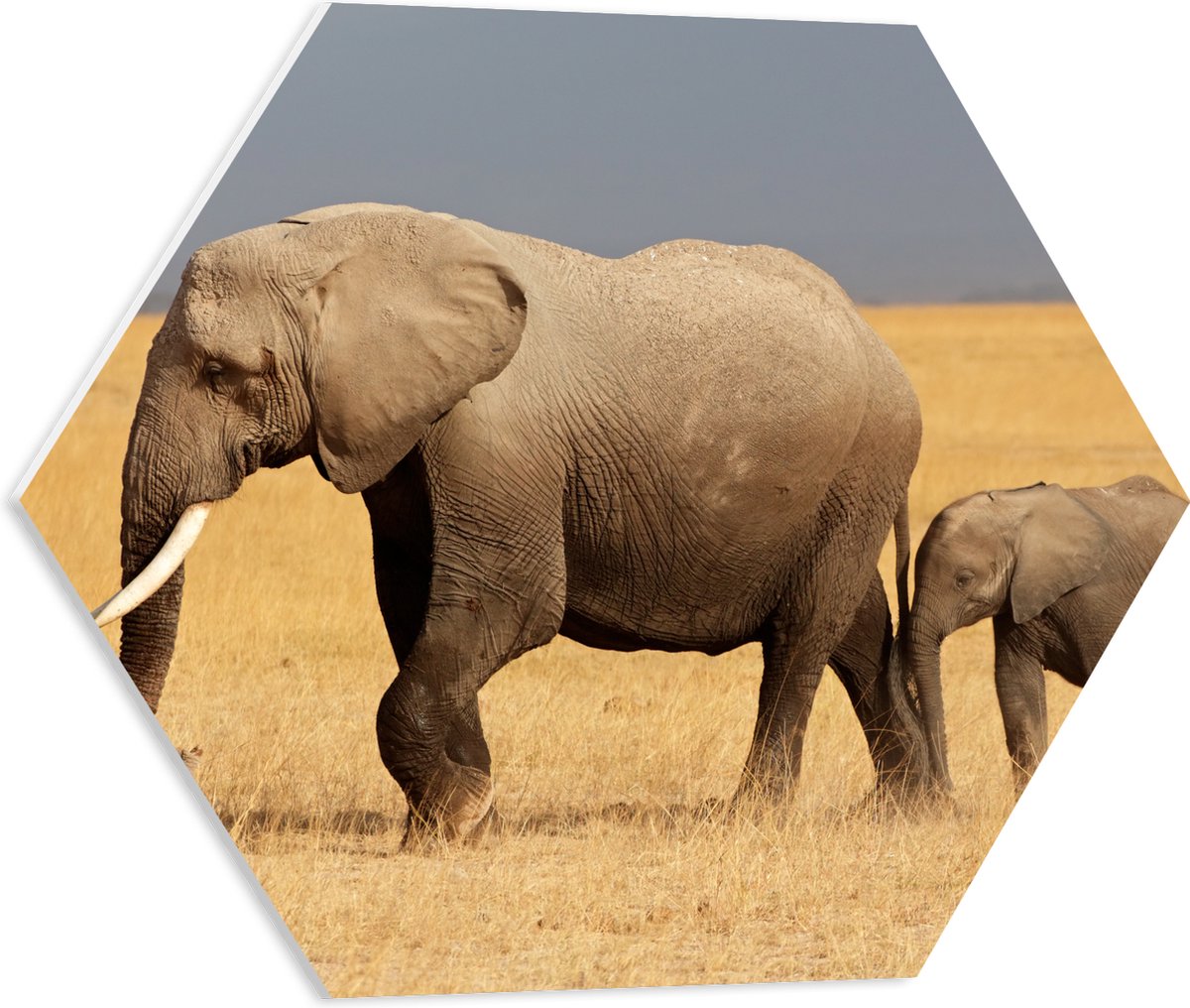 PVC Schuimplaat Hexagon - Afrikaanse Olifant met Baby Olifantje - 50x43.5 cm Foto op Hexagon (Met Ophangsysteem)