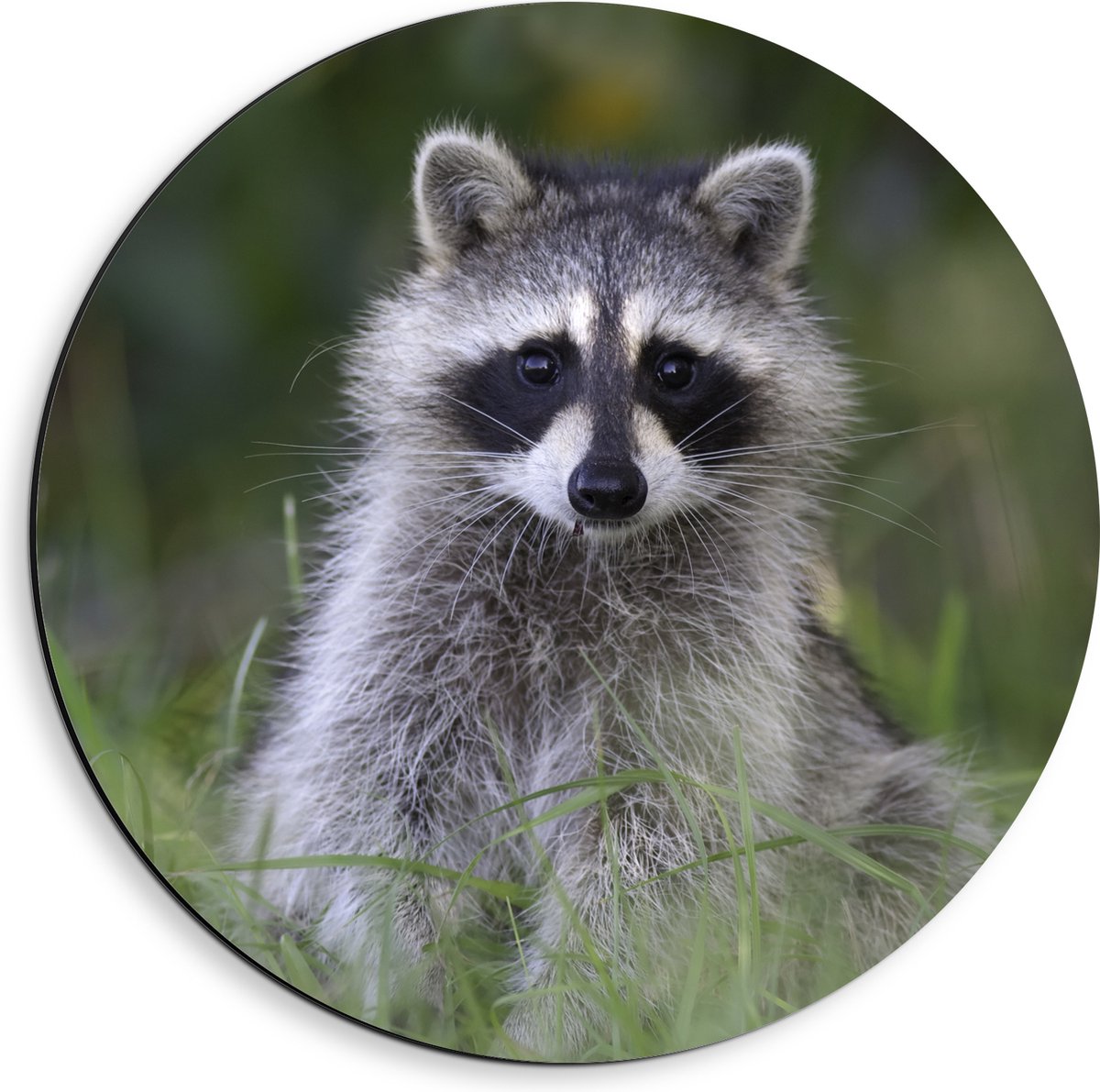 Dibond Muurcirkel - Baby Wasbeer in het Gras - 40x40 cm Foto op Aluminium Muurcirkel (met ophangsysteem)