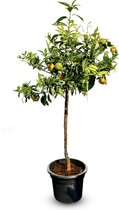 Sunny Tree -Mandarijnboom - Boom - Citrus Reticulata - 150 cm - Fruitboom - 8 jaar oude boom