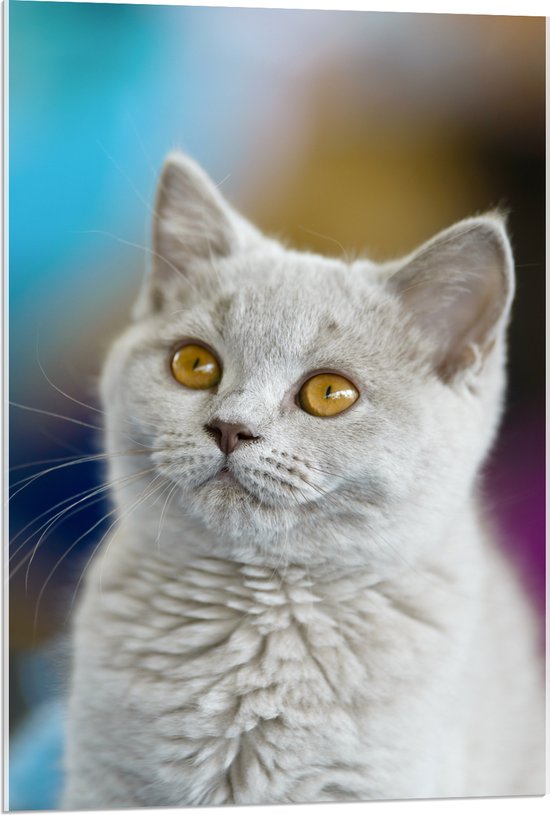 Acrylglas - Britse Langhaar Kitten met Gele Ogen - 60x90 cm Foto op Acrylglas (Met Ophangsysteem)
