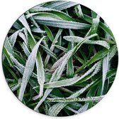 WallClassics - Dibond Muurcirkel - Grassprietjes Bevroren - 70x70 cm Foto op Aluminium Muurcirkel (met ophangsysteem)