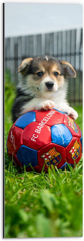 WallClassics - Dibond - Hondje Speelt met een Voetbal - 20x60 cm Foto op Aluminium (Wanddecoratie van metaal)
