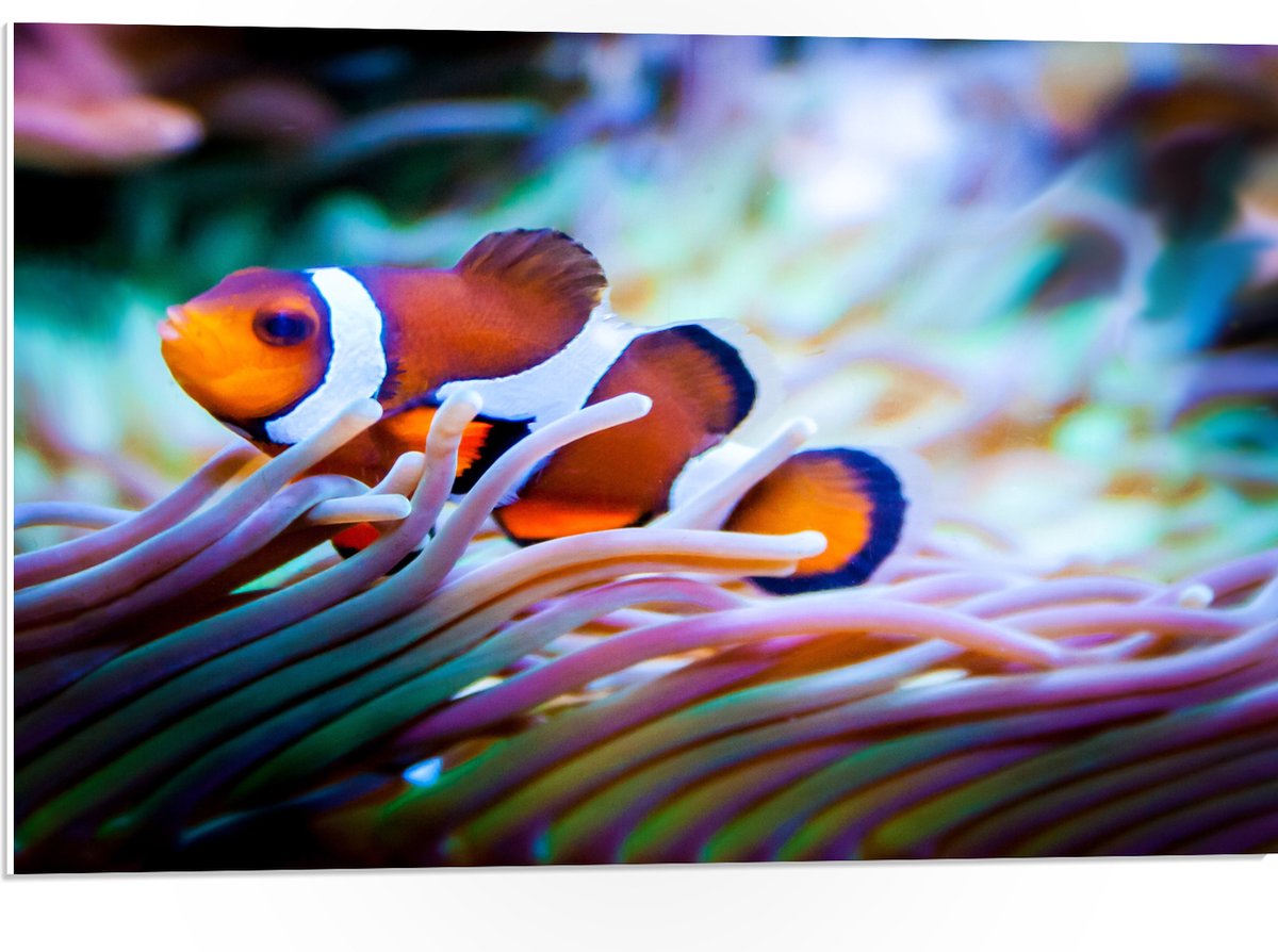 PVC Schuimplaat - Clownvis in een Aquarium - 75x50 cm Foto op PVC Schuimplaat (Met Ophangsysteem)
