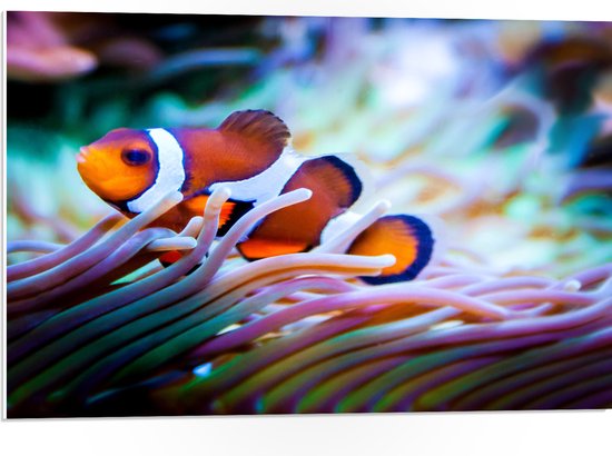 WallClassics - PVC Schuimplaat - Clownvis in een Aquarium - 75x50 cm Foto op PVC Schuimplaat (Met Ophangsysteem)