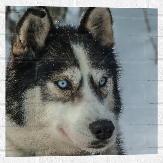 WallClassics - Muursticker - Husky sérieux - Muursticker 50x50 cm