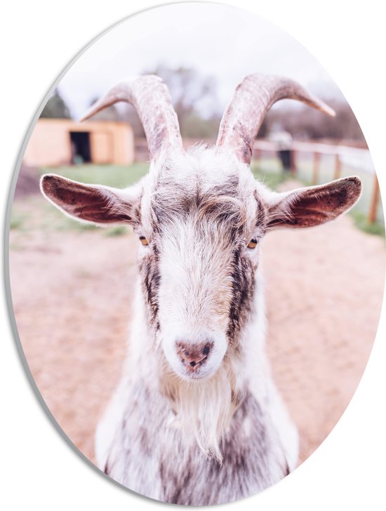 WallClassics - Panneau en mousse PVC ovale - Chèvre de Voren - Photo 30 x 40 cm sur ovale (avec système de suspension)