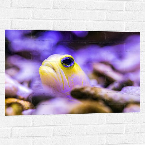 WallClassics - Muursticker - Geel met Paarse Vis - 90x60 cm Foto op Muursticker