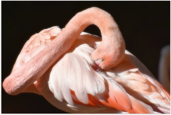 WallClassics - Poster Glanzend – Flamingo verstopt z'n Kop - 75x50 cm Foto op Posterpapier met Glanzende Afwerking
