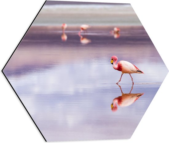 WallClassics - Dibond Hexagon - Flamingo in het Water - 50x43.5 cm Foto op Hexagon (Met Ophangsysteem)