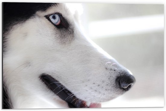 WallClassics - Dibond - Close-Up van een Hond - 60x40 cm Foto op Aluminium (Wanddecoratie van metaal)