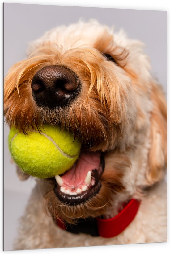 WallClassics - Dibond - Hond Speelt met Tennisbal - 100x150 cm Foto op Aluminium (Met Ophangsysteem)