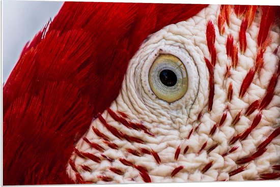 WallClassics - PVC Schuimplaat- Close-Up van een Oog van een Vogel - 90x60 cm Foto op PVC Schuimplaat