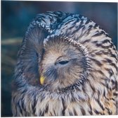 WallClassics - Drapeau - Hibou endormi - Photo 50x50 cm sur drapeau polyester