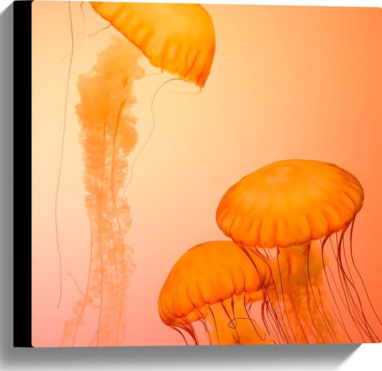 WallClassics - Canvas - Oranje Kwallen - 40x40 cm Foto op Canvas Schilderij (Wanddecoratie op Canvas)
