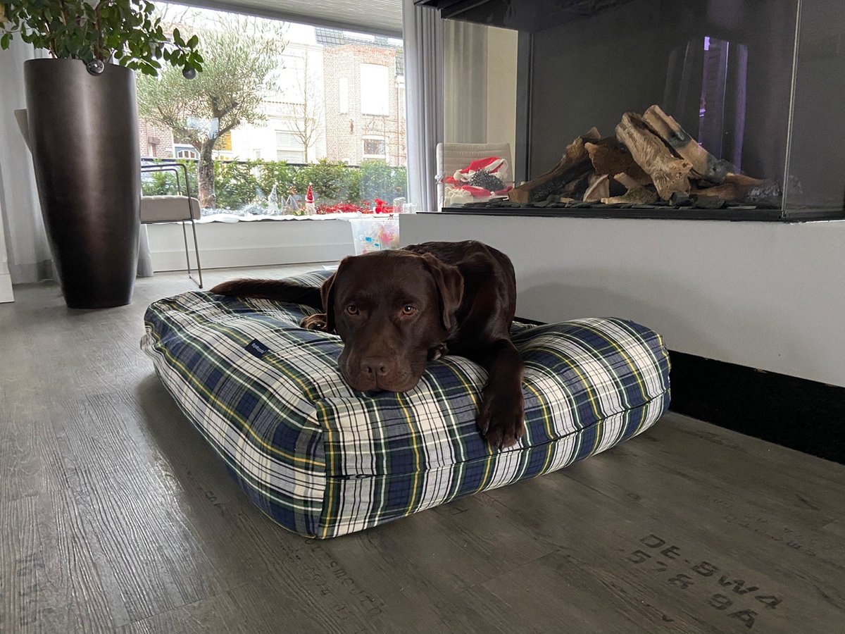 Dog's Companion Hondenkussen / Hondenbed - XL - 140 x 95 cm - Dress Gordon