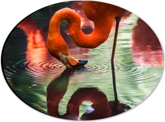 WallClassics - Dibond Ovaal - Flamingo met Kop in het Water - 28x21 cm Foto op Ovaal (Met Ophangsysteem)