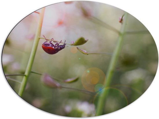 WallClassics - Dibond Ovaal - Lieveheersbeestje op een Plant - 80x60 cm Foto op Ovaal (Met Ophangsysteem)