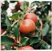 WallClassics - Tuinposter – Appels in de Boom - 50x50 cm Foto op Tuinposter (wanddecoratie voor buiten en binnen)