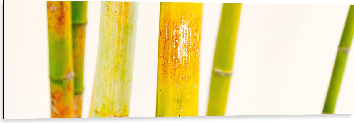 WallClassics - Dibond - Bamboe met Witte Achtergrond - 120x40 cm Foto op Aluminium (Wanddecoratie van metaal)