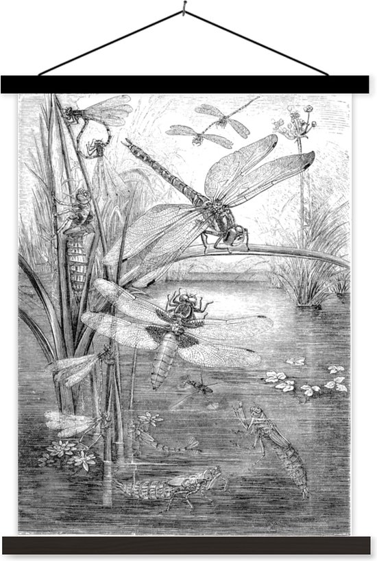 Une illustration en noir et blanc de quelques libellules affiche scolaire lattes plates noir 90x120 cm - Tirage photo sur poster textielposter (décoration murale salon / chambre)