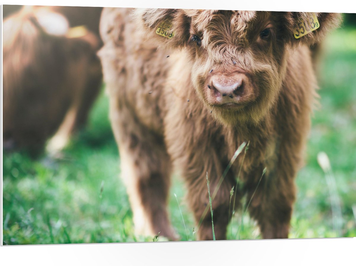 PVC Schuimplaat - Baby Schotse Hooglander met Oornummers - 105x70 cm Foto op PVC Schuimplaat (Met Ophangsysteem)