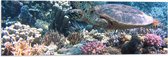 Vlag - Blije Schildpad Zwemmend tussen Verschillende Kleuren Koraal - 90x30 cm Foto op Polyester Vlag