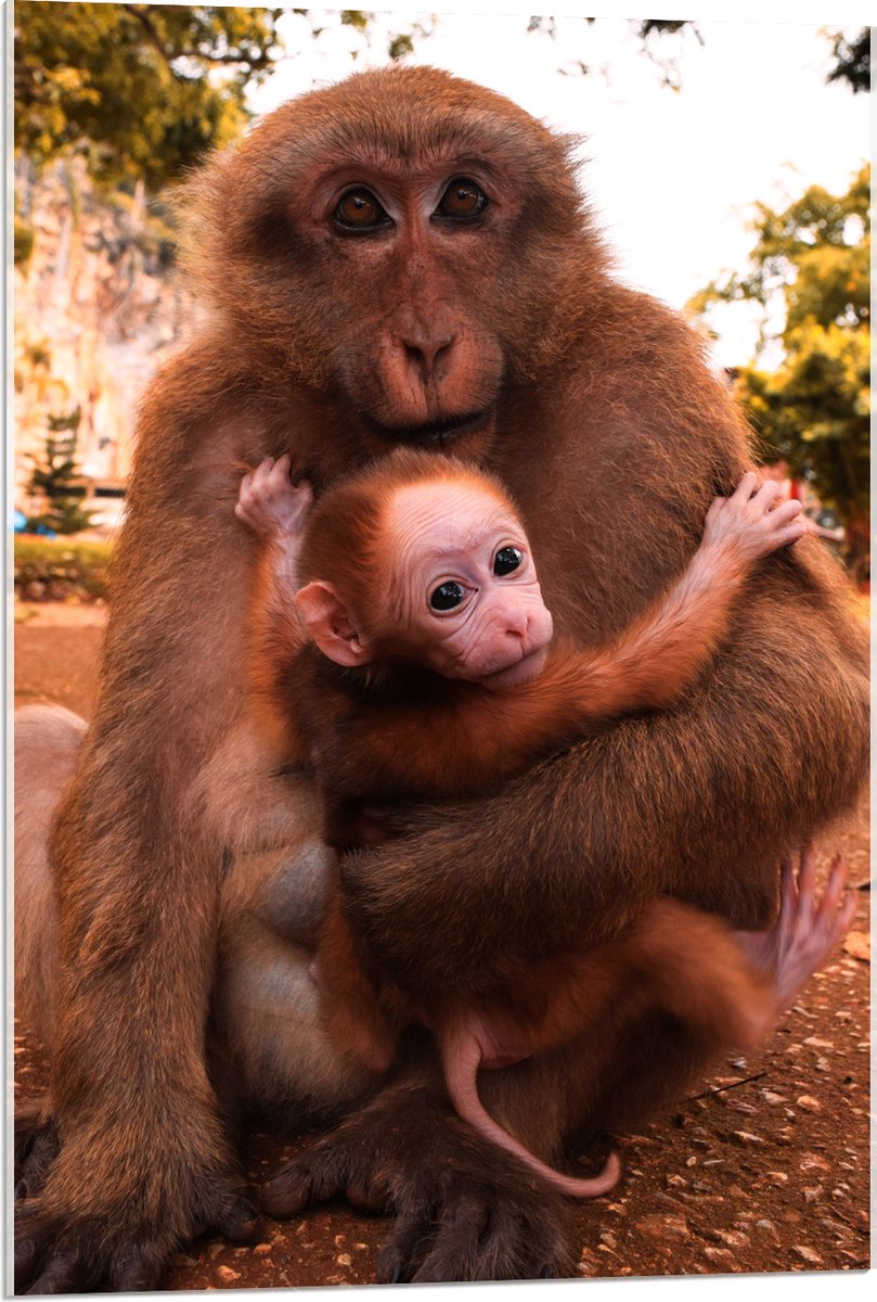 Acrylglas - Bange Baby Aap Hangend in Armen van Moeder Aap - 60x90 cm Foto op Acrylglas (Wanddecoratie op Acrylaat)