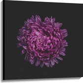 Canvas - Volle Grote Paarse Bloem op Zwarte Achtergrond - 100x100 cm Foto op Canvas Schilderij (Wanddecoratie op Canvas)