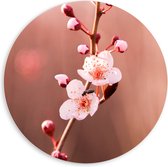PVC Schuimplaat Muurcirkel - Tak met Roze Sakura Bloemen - 60x60 cm Foto op Muurcirkel (met ophangsysteem)
