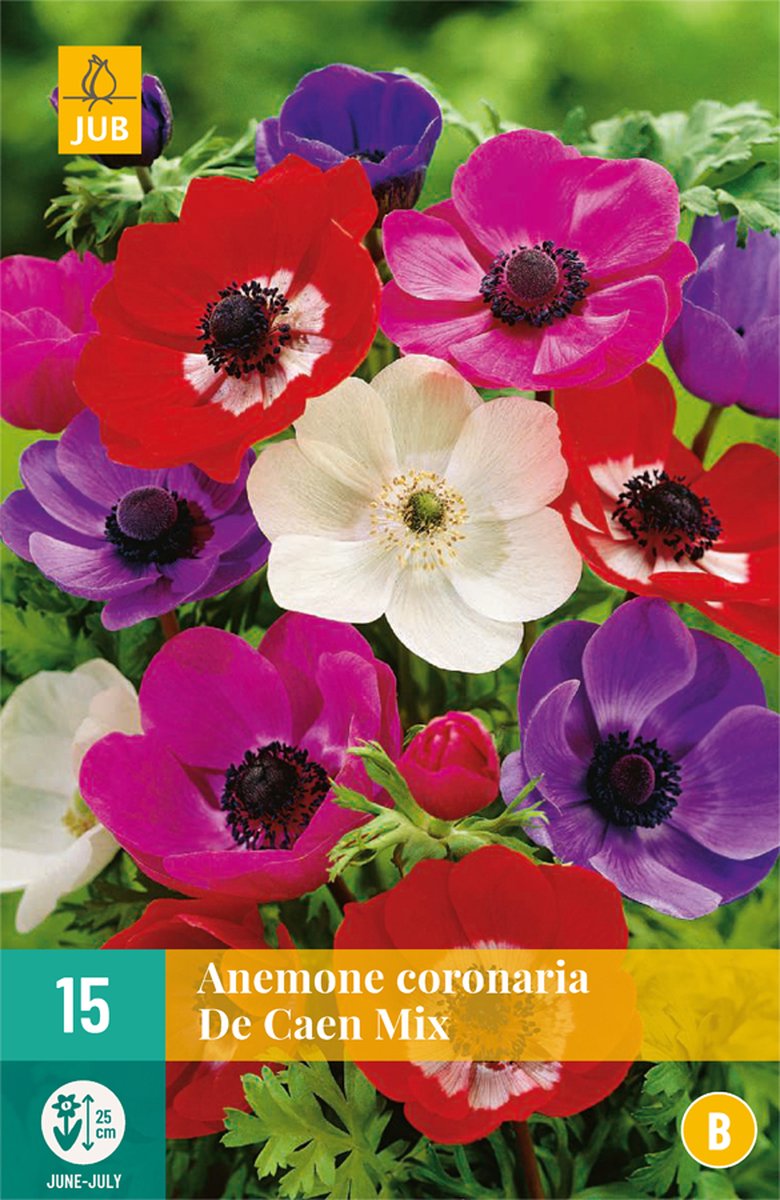 Anemone Coronaria De Caen Mix Vj 5/6 - 15st - Bloembollen - JUB Holland