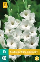 Gladiolus white prosperity - 10st - Bloembollen - JUB Holland