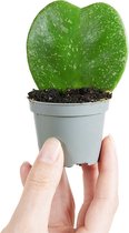 PLNTS - Baby Hoya Kerrii Splash - Kamerplant - Kweekpot 6 cm - Hoogte 12 cm