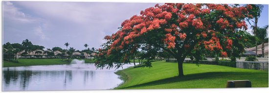 Acrylglas - Grote Boom met Rode Bloemen in Natuur Park - 120x40 cm Foto op Acrylglas (Met Ophangsysteem)