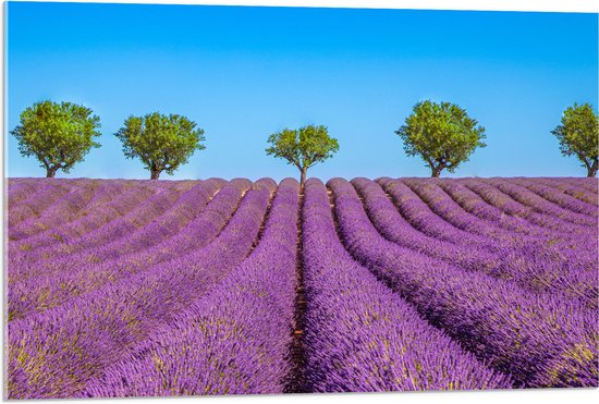 Acrylglas - Lavendel Bloemenveld met Rij Groene Bomen - 90x60 cm Foto op Acrylglas (Met Ophangsysteem)