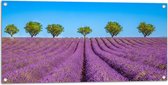 Tuinposter – Lavendel Bloemenveld met Rij Groene Bomen - 100x50 cm Foto op Tuinposter (wanddecoratie voor buiten en binnen)