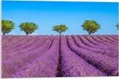 Acrylglas - Lavendel Bloemenveld met Rij Groene Bomen - 75x50 cm Foto op Acrylglas (Met Ophangsysteem)